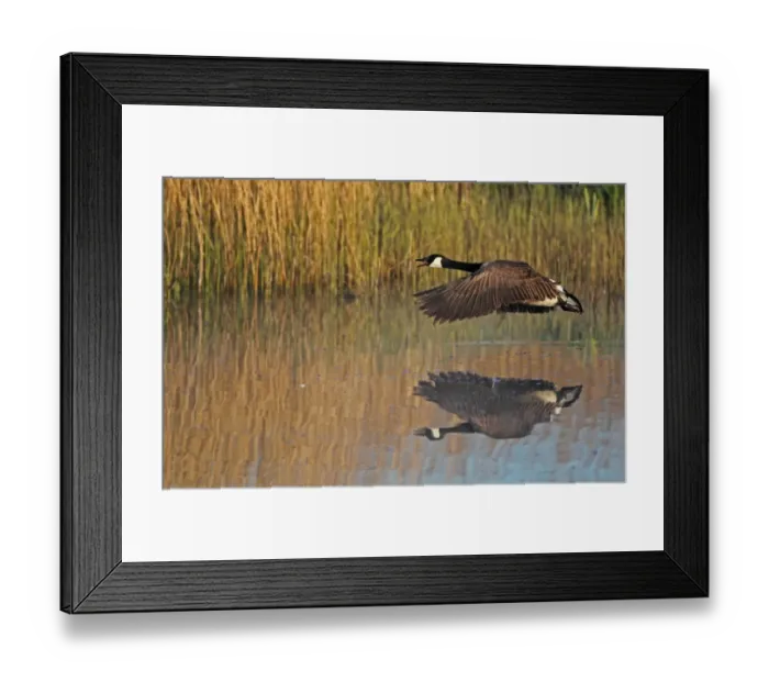 Framed Print : Canada Goose (Branta canadensis) introduced species, adult, in flight over water, Strumpshaw Fen RSPB Reserve, River Yare, The Broads, Norfolk, England, april Framed Print : Canada Goose (Branta canadensis) introduced species, adult, in flight over water, Strumpshaw Fen RSPB Reserve, River Yare, The Broads, Norfolk, England, april