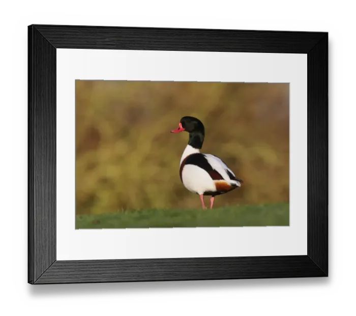 Framed Print : Common Shelduck (Tadorna tadorna) adult male, standing on grass, Martin Mere, Lancashire, England, december Framed Print : Common Shelduck (Tadorna tadorna) adult male, standing on grass, Martin Mere, Lancashire, England, december