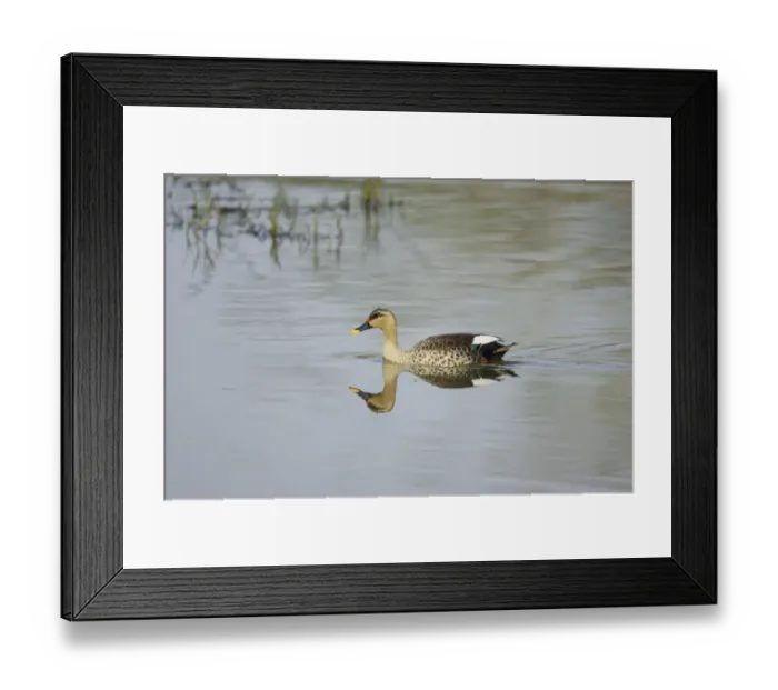 Framed Print : Spot-billed Duck (Anas poecilorhyncha poecilorhyncha) adult male, swimming, Keoladeo Ghana N. P. (Bharatpur), Rajasthan, India