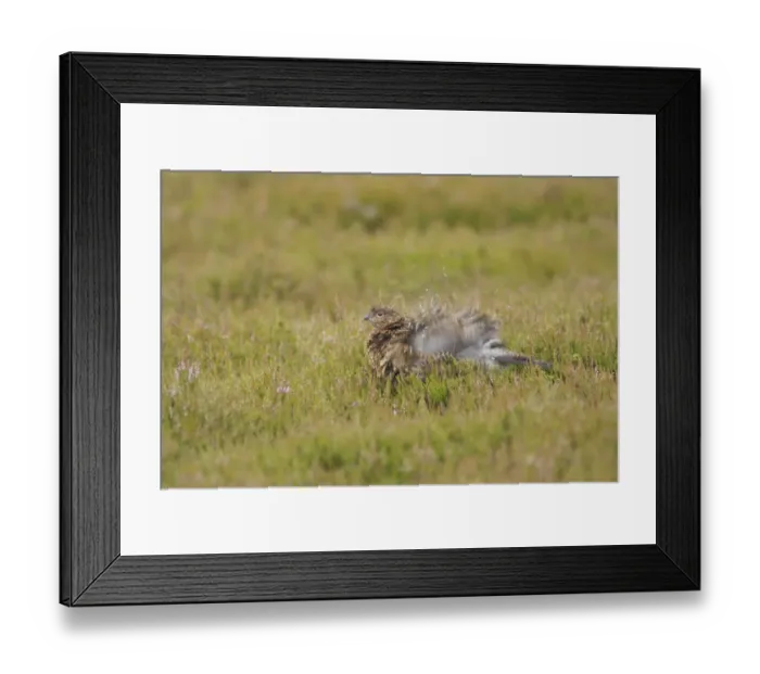 Framed Print : Red Grouse (Lagopus lagopus scoticus) immature, ruffling feathers in rain, amongst heather on moorland, Yorkshire Dales N. P. Yorkshire, England, july