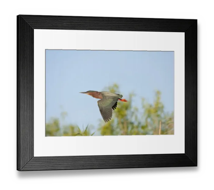 Framed Print : Green Heron (Butorides virescens) adult, in flight, Everglades N. P. Florida, U. S. A Framed Print : Green Heron (Butorides virescens) adult, in flight, Everglades N. P. Florida, U. S. A