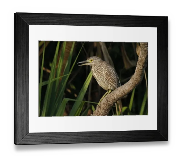 Framed Print : Rufous Night-heron (Nycticorax caledonicus) juvenile, with beak open, perched on branch over water, Kakadu, Northern Territory, Australia, september
