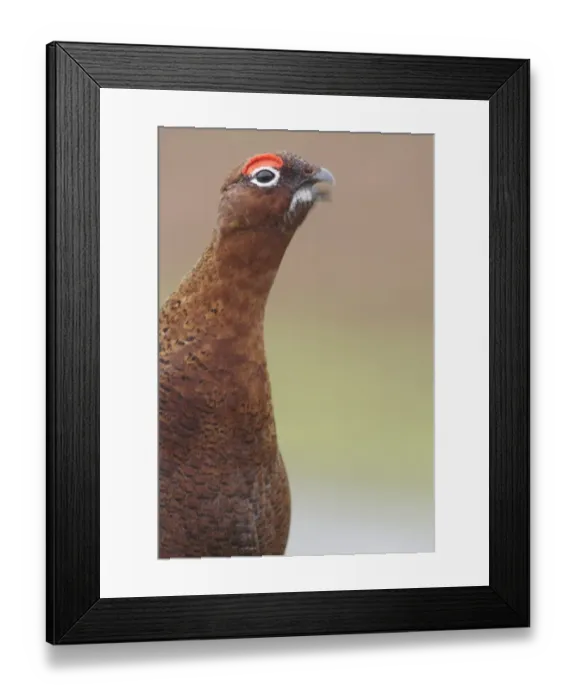 Framed Print : Red Grouse (Lagopus lagopus scoticus) adult male, close-up of head and chest, calling, on heather moorland, Swaledale, Yorkshire Dales N. P. North Yorkshire, England, december