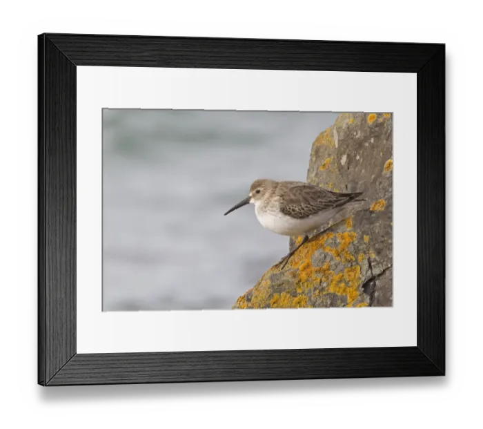 Framed Print : Dunlin (Calidris alpina) adult, winter plumage, standing on lichen covered rocks, Bangor, County Down, Northern Ireland, february Framed Print : Dunlin (Calidris alpina) adult, winter plumage, standing on lichen covered rocks, Bangor, County Down, Northern Ireland, february