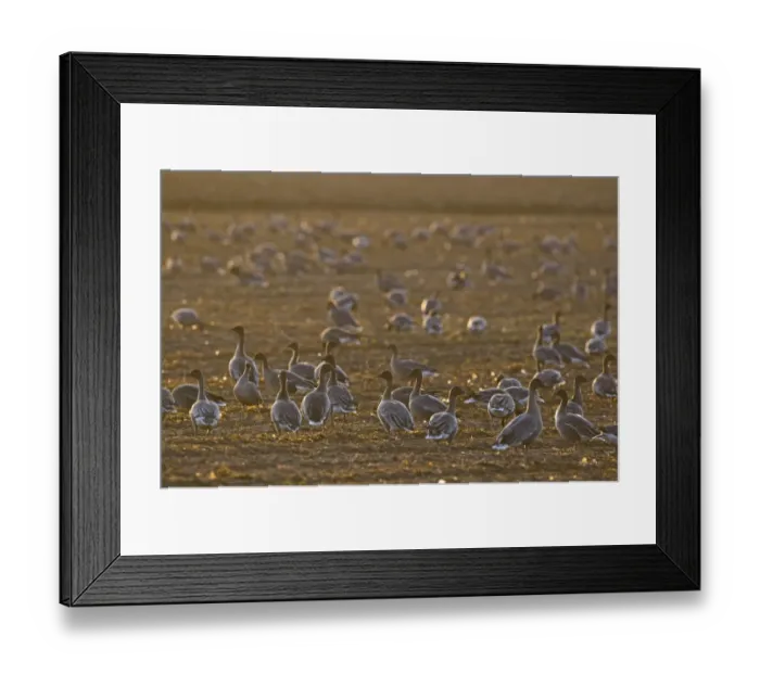 Framed Print : Pink-footed Goose (Anser brachyrhynchus) flock, feeding in arable field, Norfolk, England, october Framed Print : Pink-footed Goose (Anser brachyrhynchus) flock, feeding in arable field, Norfolk, England, october