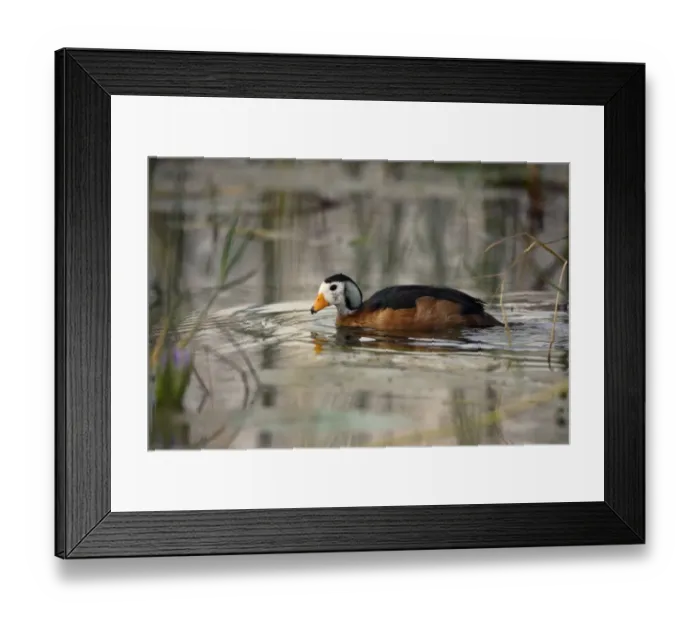 Framed Print : African Pygmy Goose (Nettapus auritus) adult, swimming on lake, Lake Awassa, Great Rift Valley, Ethiopia Framed Print : African Pygmy Goose (Nettapus auritus) adult, swimming on lake, Lake Awassa, Great Rift Valley, Ethiopia