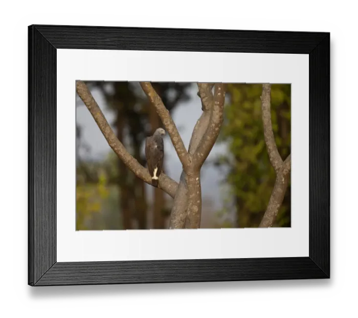 Framed Print : Grey-headed Fish-eagle (Ichthyophaga ichthyaetus) adult, perched on branch in tree, Kanha N. P. Madhya Pradesh, India Framed Print : Grey-headed Fish-eagle (Ichthyophaga ichthyaetus) adult, perched on branch in tree, Kanha N. P. Madhya Pradesh, India