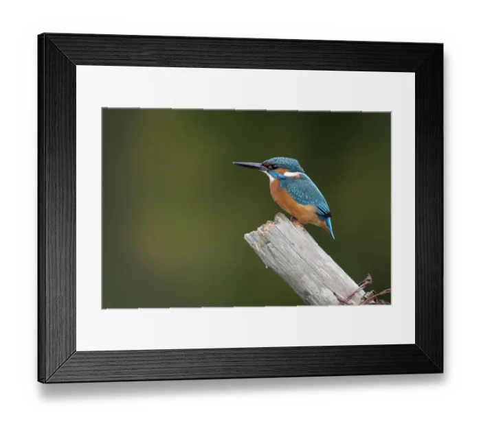 Framed Print : Common Kingfisher (Alcedo atthis) adult, perched on post, Worcestershire, England, october