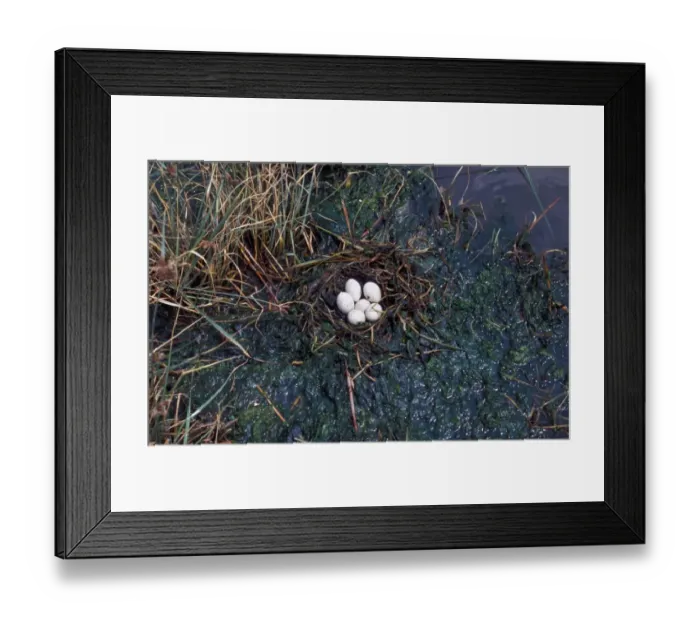 Framed Print : Black-necked Grebe (Podiceps nigricollis) Nest and six eggs Framed Print : Black-necked Grebe (Podiceps nigricollis) Nest and six eggs