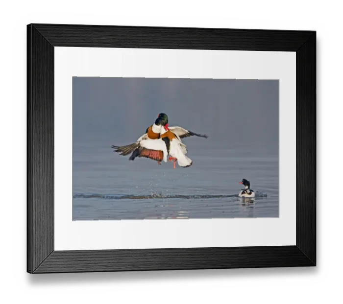 Framed Print : Common Shelduck (Tadorna tadorna) two adult males, in flight, fighting above water during territorial dispute, with female looking on, Suffolk, England, february Framed Print : Common Shelduck (Tadorna tadorna) two adult males, in flight, fighting above water during territorial dispute, with female looking on, Suffolk, England, february