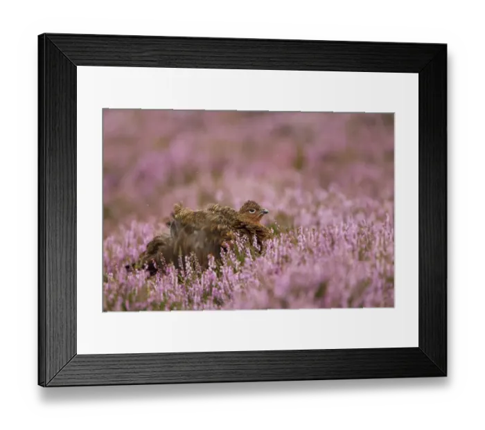 Framed Print : Red Grouse (Lagopus lagopus scoticus) adult, shaking feathers amongst flowering heather, Peak District, Derbyshire, England, august Framed Print : Red Grouse (Lagopus lagopus scoticus) adult, shaking feathers amongst flowering heather, Peak District, Derbyshire, England, august