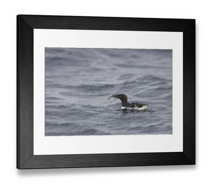 Framed Print : Common Guillemot (Uria aalge) adult, feeding, with fish in beak, swimming at sea, Varangerfjord, Finnmark, Norway