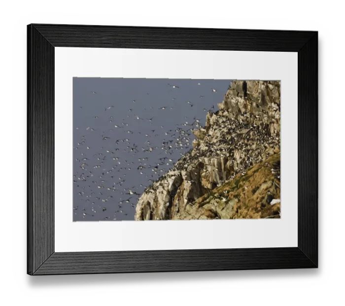 Framed Print : Common Guillemot (Uria aalge) adults, group in flight, returning to breeding cliffs, Hornoya Island, Varanger, Northern Norway, march
