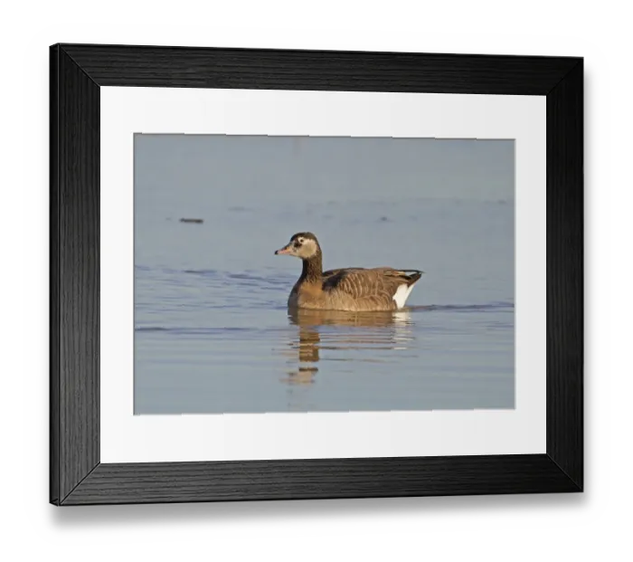 Framed Print : Canada Goose (Branta canadensis) x Greylag Goose (Anser anser) Canlag hybrid, adult, swimming, Norfolk, England, october Framed Print : Canada Goose (Branta canadensis) x Greylag Goose (Anser anser) Canlag hybrid, adult, swimming, Norfolk, England, october