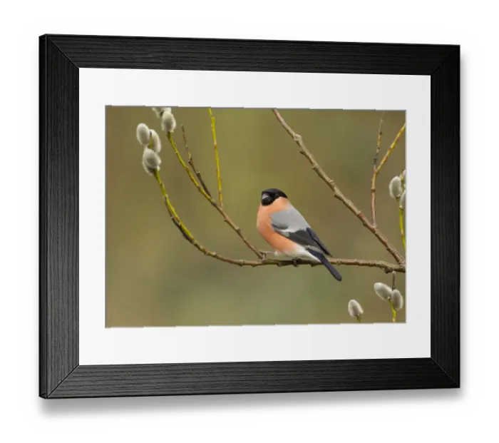 Framed Print : Eurasian Bullfinch (Pyrrhula pyrrhula) adult male, perched on twig with catkins, Sheffield, South Yorkshire, England, april Framed Print : Eurasian Bullfinch (Pyrrhula pyrrhula) adult male, perched on twig with catkins, Sheffield, South Yorkshire, England, april