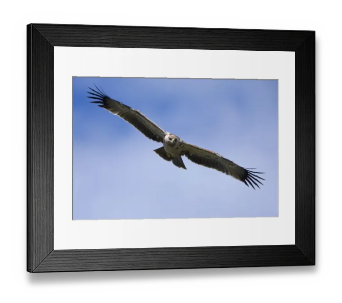 Framed Print : African Tawny Eagle (Aquila rapax) immature, in flight, Masai Mara, Kenya Framed Print : African Tawny Eagle (Aquila rapax) immature, in flight, Masai Mara, Kenya