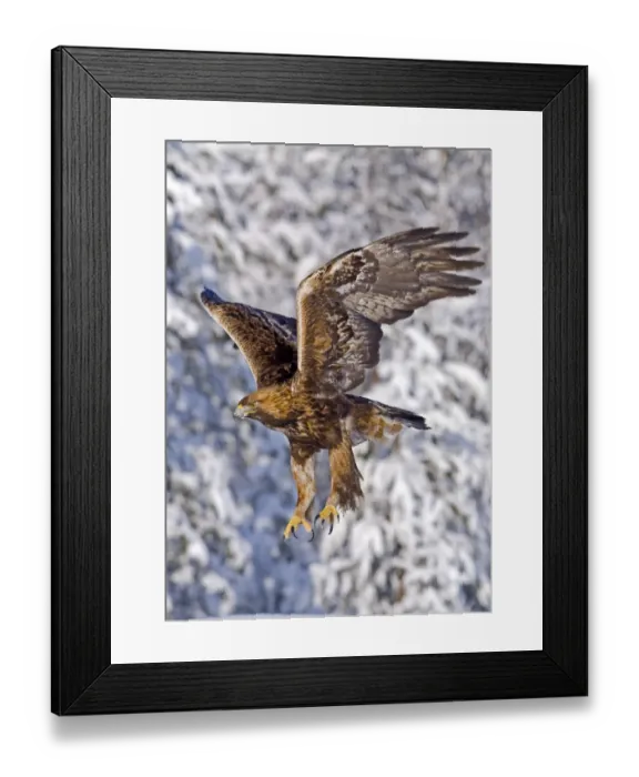 Framed Print : Golden Eagle (Aquila chrysaetos) adult, in flight, with snow covered coniferous forest edge in background, Finland, february