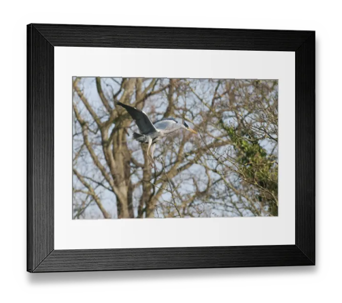 Framed Print : Grey Heron (Ardea cinerea) adult, in flight, landing at nestsite in tree, Kelsey Park, Beckenham, London, England, march Framed Print : Grey Heron (Ardea cinerea) adult, in flight, landing at nestsite in tree, Kelsey Park, Beckenham, London, England, march