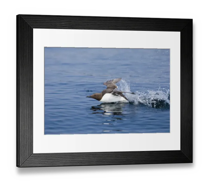Framed Print : Common Guillemot (Uria aalge) adult, taking off from sea, Inner Farne, Farne Islands, Northumberland, England, summer