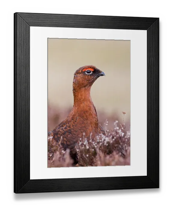 Framed Print : Red Grouse (Lagopus lagopus scoticus) adult male, close-up of head and neck, amongst heather on moorland, North Yorkshire, England, april Framed Print : Red Grouse (Lagopus lagopus scoticus) adult male, close-up of head and neck, amongst heather on moorland, North Yorkshire, England, april