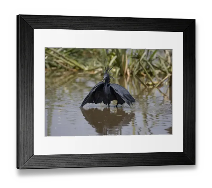 Framed Print : Black Heron (Egretta ardesiaca) adult, fishing, using wings umbrella to shade water, Lake Zeway, Great Rift Valley, Ethiopia Framed Print : Black Heron (Egretta ardesiaca) adult, fishing, using wings umbrella to shade water, Lake Zeway, Great Rift Valley, Ethiopia