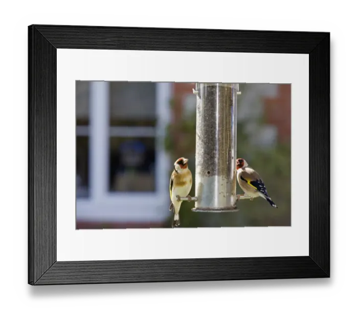 Framed Print : European Goldfinch (Carduelis carduelis) two adults, feeding at hanging nyger seed feeder in garden, England, march Framed Print : European Goldfinch (Carduelis carduelis) two adults, feeding at hanging nyger seed feeder in garden, England, march