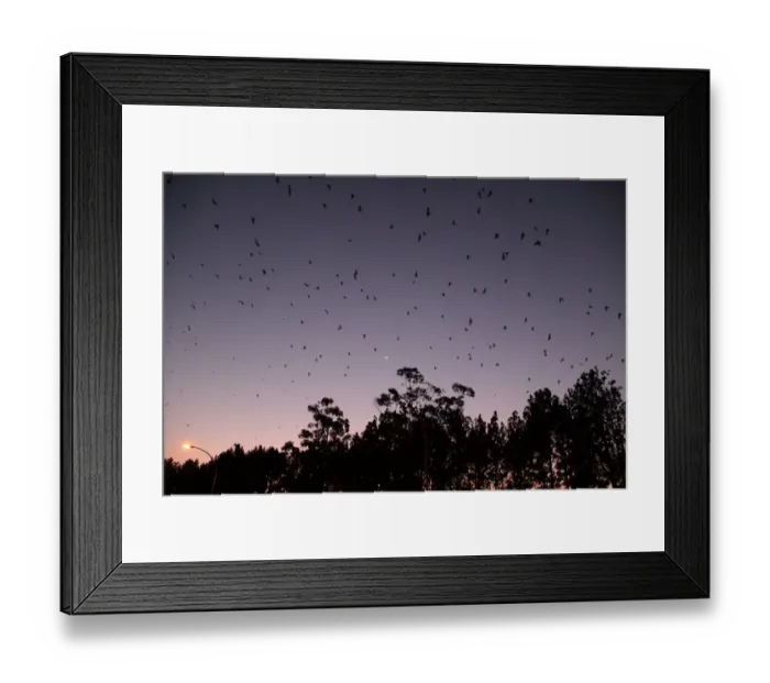 Framed Print : Amur Falcon (Falco amurensis) flock, in flight over winter roost site at sunset, Newcastle, KwaZulu-Natal, South Africa