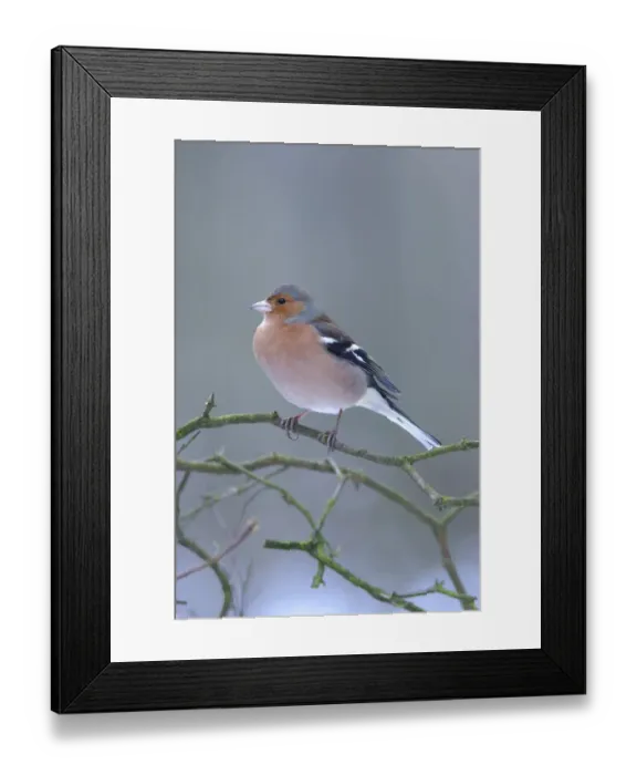 Framed Print : Chaffinch (Fringilla coelebs) adult male, perched on twig in snow, Yorkshire, England, december Framed Print : Chaffinch (Fringilla coelebs) adult male, perched on twig in snow, Yorkshire, England, december