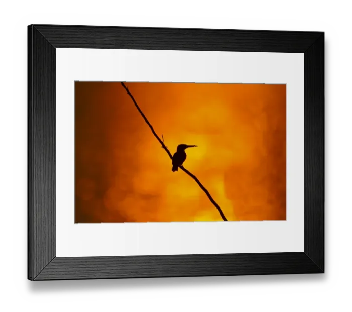 Framed Print : Common Kingfisher (Alcedo atthis) adult, perched on branch, silhouetted at sunset, India, february Framed Print : Common Kingfisher (Alcedo atthis) adult, perched on branch, silhouetted at sunset, India, february