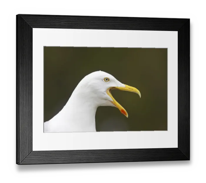 Framed Print : Herring Gull (Larus argentatus) adult, summer plumage, calling, close-up of head, Fowlsheugh RSPB Reserve, Kincardineshire, Grampian, Scotland Framed Print : Herring Gull (Larus argentatus) adult, summer plumage, calling, close-up of head, Fowlsheugh RSPB Reserve, Kincardineshire, Grampian, Scotland