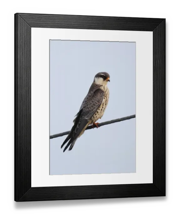 Framed Print : Amur Falcon (Falco amurensis) immature female, perched on overhead wire, Tsim Bei Tsui, Hong Kong, China, october Framed Print : Amur Falcon (Falco amurensis) immature female, perched on overhead wire, Tsim Bei Tsui, Hong Kong, China, october