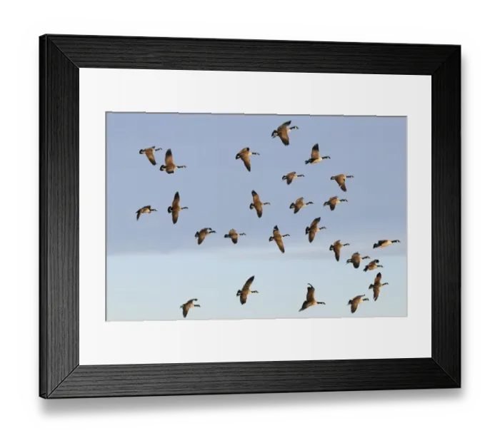 Framed Print : Canada Goose (Branta canadensis) introduced species, flock, in flight, Slimbridge, Gloucestershire, England, december Framed Print : Canada Goose (Branta canadensis) introduced species, flock, in flight, Slimbridge, Gloucestershire, England, december
