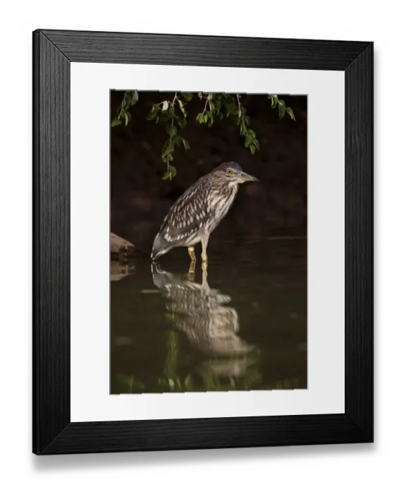 Framed Print : Black-crowned Night-heron (Nycticorax nyctocorax) immature, standing in water with reflection, Niokolo-Koba, Senegal, february Framed Print : Black-crowned Night-heron (Nycticorax nyctocorax) immature, standing in water with reflection, Niokolo-Koba, Senegal, february