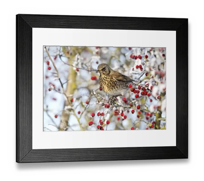 Framed Print : Fieldfare (Turdus pilaris) adult, feeding on hawthorn berries in frost, Midlands, England, december Framed Print : Fieldfare (Turdus pilaris) adult, feeding on hawthorn berries in frost, Midlands, England, december