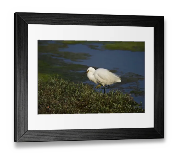 Framed Print : Little Egret (Egretta garzetta) adult, feeding on fish at edge of water, Cley, Norfolk, England, june Framed Print : Little Egret (Egretta garzetta) adult, feeding on fish at edge of water, Cley, Norfolk, England, june