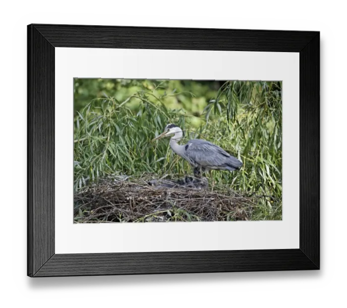 Framed Print : Grey Heron (Ardea cinerea) adult, adding stick nesting material at nest with chicks, in urban parkland, London, England, may Framed Print : Grey Heron (Ardea cinerea) adult, adding stick nesting material at nest with chicks, in urban parkland, London, England, may