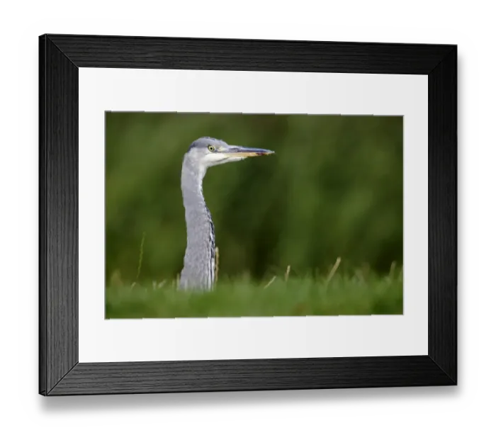 Framed Print : Grey Heron (Ardea cinerea) juvenile, close-up of head and neck, with blood on beak, Warwickshire, England, september