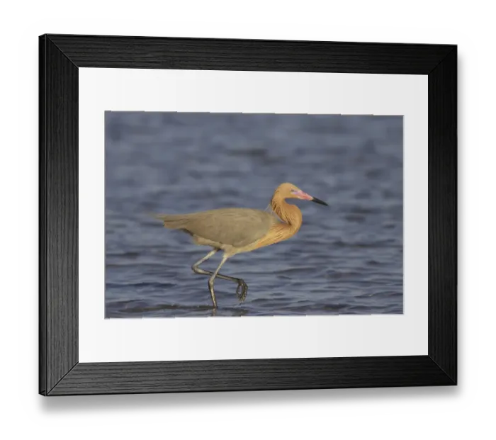 Framed Print : Reddish Egret (Egretta rufescens) adult, breeding plumage, wading in shallow water, Fort de Soto, Florida, U. S. A Framed Print : Reddish Egret (Egretta rufescens) adult, breeding plumage, wading in shallow water, Fort de Soto, Florida, U. S. A