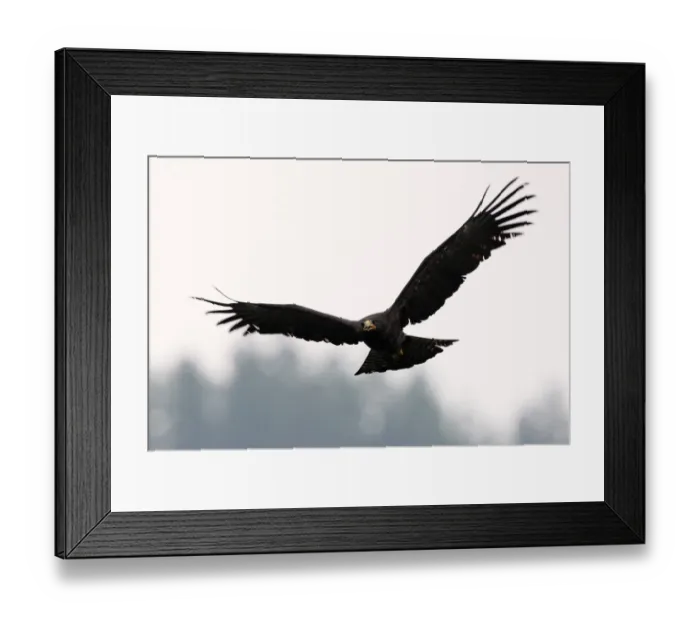 Framed Print : Black Eagle (Ictinaetus malayensis) sub-adult, calling, in flight, Sinharaja Forest N. P. Sri Lanka, december Framed Print : Black Eagle (Ictinaetus malayensis) sub-adult, calling, in flight, Sinharaja Forest N. P. Sri Lanka, december