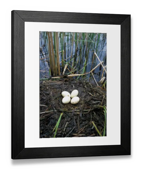 Framed Print : GtCrested Grebe (Podiceps cristatus) Nest and four eggs