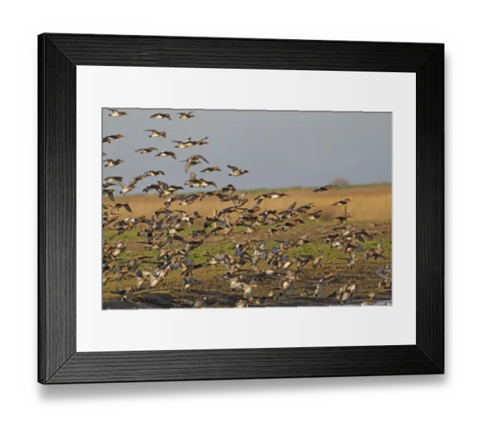 Framed Print : Eurasian Wigeon (Anas penelope) flock, in flight, landing on safety of water from grazing, after being scared by raptor, Norfolk, England, january Framed Print : Eurasian Wigeon (Anas penelope) flock, in flight, landing on safety of water from grazing, after being scared by raptor, Norfolk, England, january