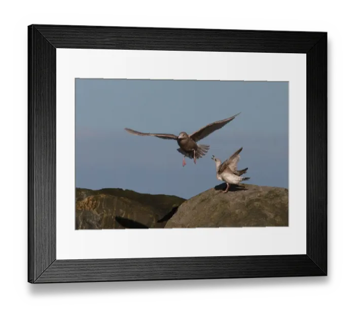 Framed Print : Glaucous Gull (Larus hyperboreus) immature, first winter plumage, in flight, with Herring Gull (Larus argentatus) showing aggression, Norfolk, England, october Framed Print : Glaucous Gull (Larus hyperboreus) immature, first winter plumage, in flight, with Herring Gull (Larus argentatus) showing aggression, Norfolk, England, october