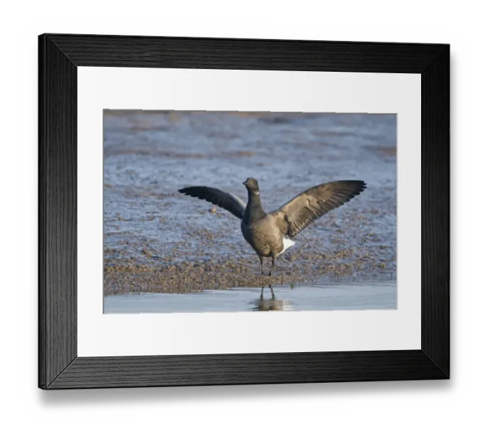 Framed Print : Brent Goose (Branta bernicla) adult, stretching wings, standing on mud in tidal creek, Brancaster Staithe, Norfolk, England, winter Framed Print : Brent Goose (Branta bernicla) adult, stretching wings, standing on mud in tidal creek, Brancaster Staithe, Norfolk, England, winter