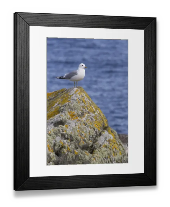 Framed Print : Common Gull (Larus canus) adult, summer plumage, standing on coastal rock, Shetland Islands, Scotland, june Framed Print : Common Gull (Larus canus) adult, summer plumage, standing on coastal rock, Shetland Islands, Scotland, june