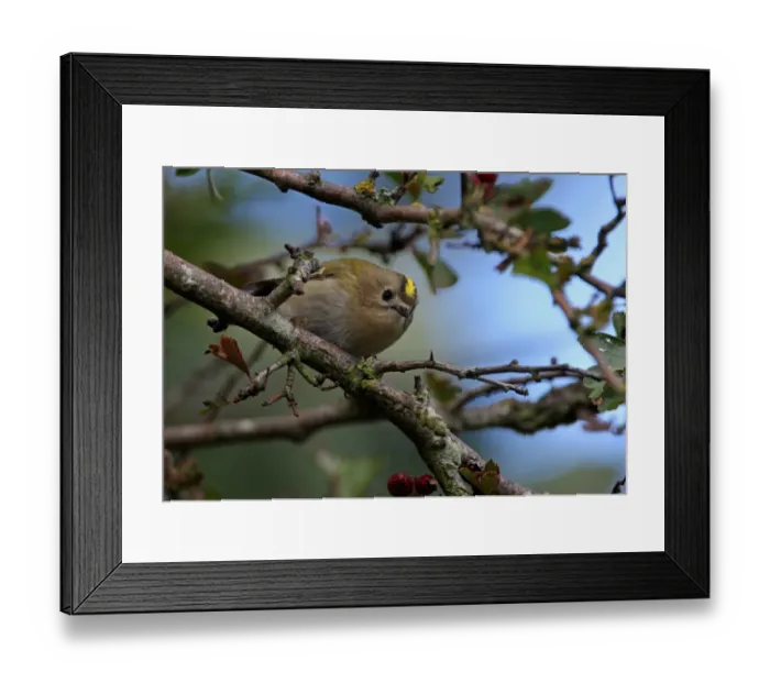 Framed Print : Goldcrest (Regulus regulus) adult female, perched on twig in hawthorn tree, Norfolk, England, october Framed Print : Goldcrest (Regulus regulus) adult female, perched on twig in hawthorn tree, Norfolk, England, october