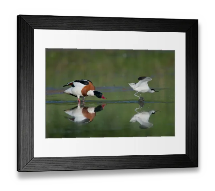 Framed Print : Common Shelduck (Tadorna tadorna) and Eurasian Avocet (Recurvirostra avocetta) adults, in territorial dispute on water, Norfolk, England, may