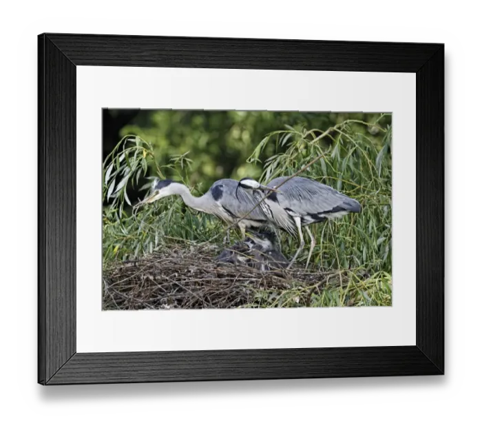 Framed Print : Grey Heron (Ardea cinerea) adult pair, adding stick nesting material at nest with chicks, in urban parkland, London, England, may Framed Print : Grey Heron (Ardea cinerea) adult pair, adding stick nesting material at nest with chicks, in urban parkland, London, England, may