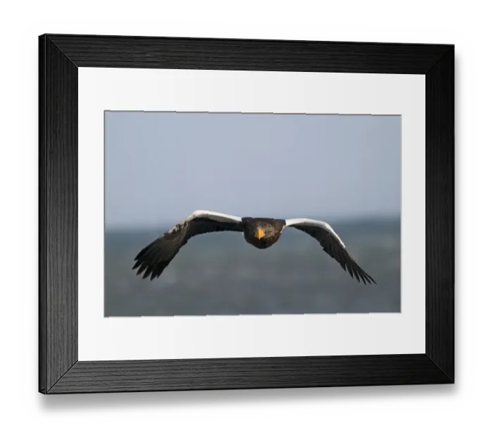 Framed Print : Steller's Sea-eagle (Haliaeetus pelagicus) adult, in flight, Shiretoko Peninsula, Hokkaido, Japan, winter Framed Print : Steller's Sea-eagle (Haliaeetus pelagicus) adult, in flight, Shiretoko Peninsula, Hokkaido, Japan, winter