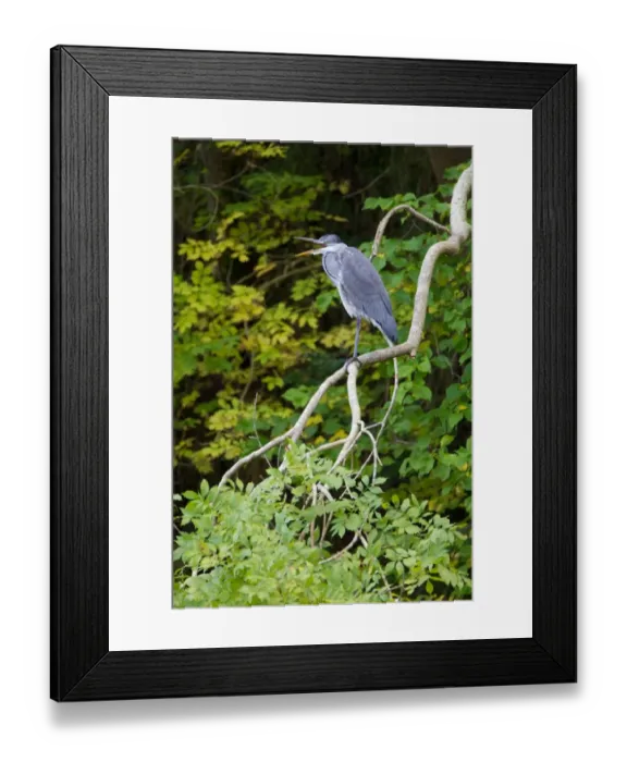 Framed Print : Grey Heron (Ardea cinerea) juvenile, with beak open, perched on branch, River Whiteadder, Berwickshire, Scottish Borders, Scotland, september