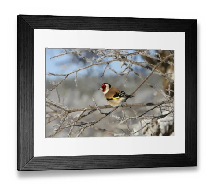 Framed Print : European Goldfinch (Carduelis carduelis) adult male, perched on frost covered twig, Cairngorms N. P. Speyside, Highlands, Scotland, december